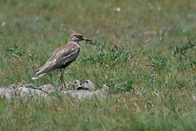 Oedicnème criardadulte, identification