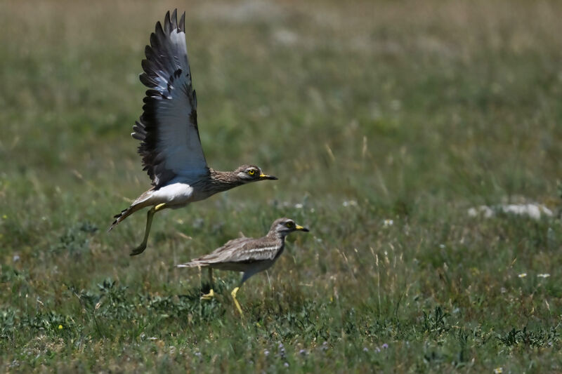 Eurasian Stone-curlewadult breeding