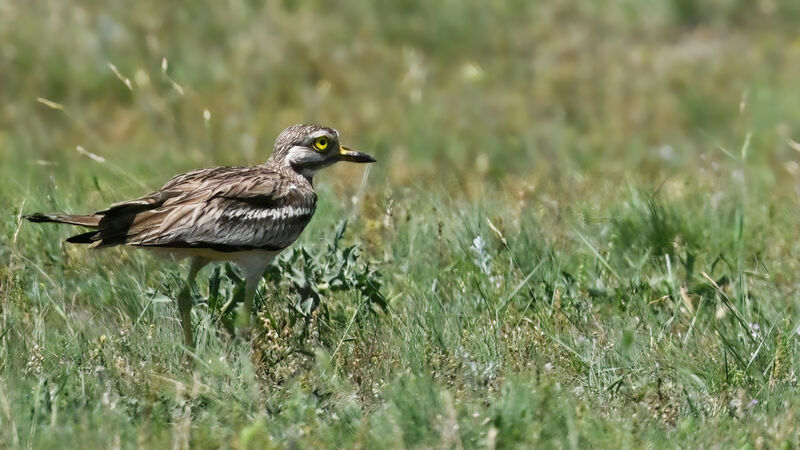 Oedicnème criardadulte, identification