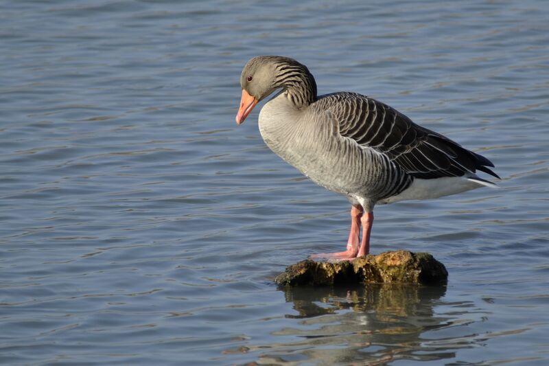 Oie cendrée, identification