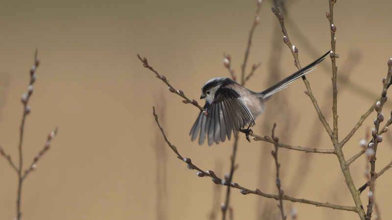 Long-tailed Titadult, identification