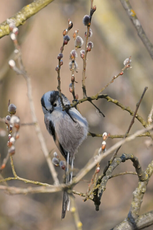 Long-tailed Titadult, identification