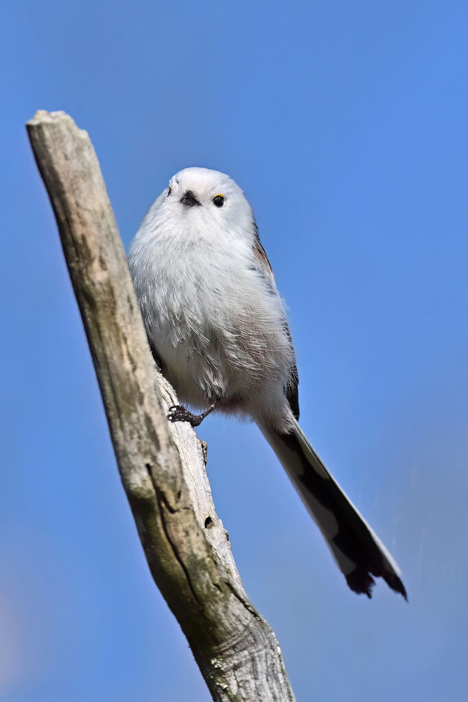 Orite à longue queue