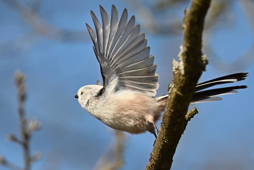 Orite à longue queue - Mésange à longue queue<br />adulte, Vol