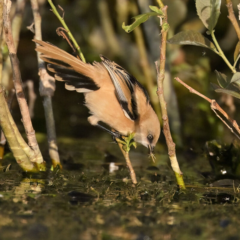 Bearded Reedling female juvenile, identification, feeding habits