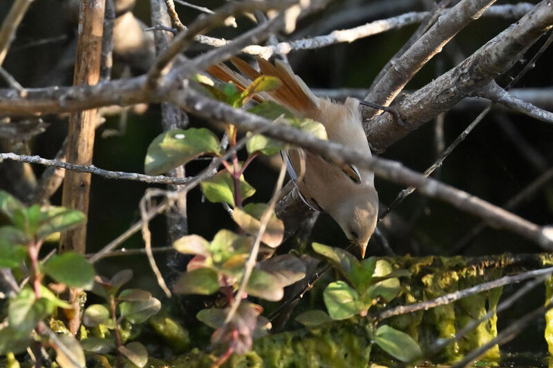 Bearded Reedling female adult