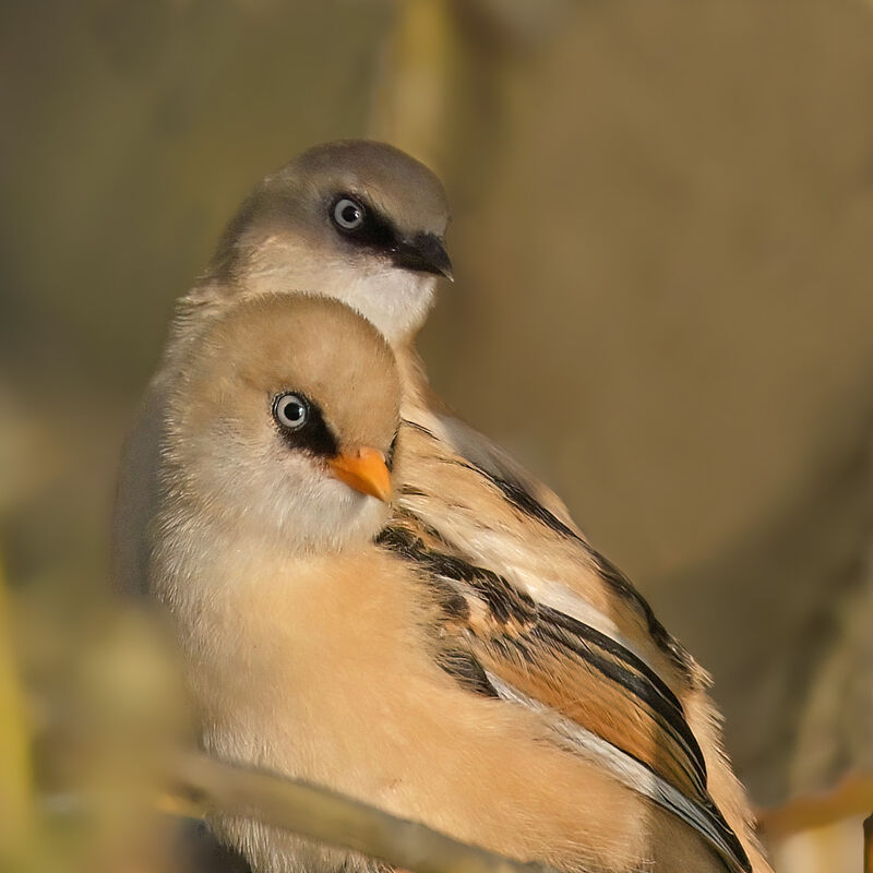 Bearded Reedlingadult