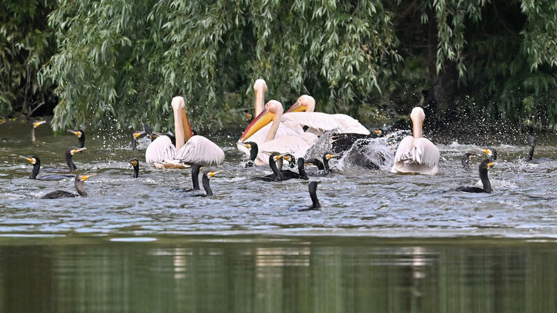 Pélican blanc, pêche/chasse