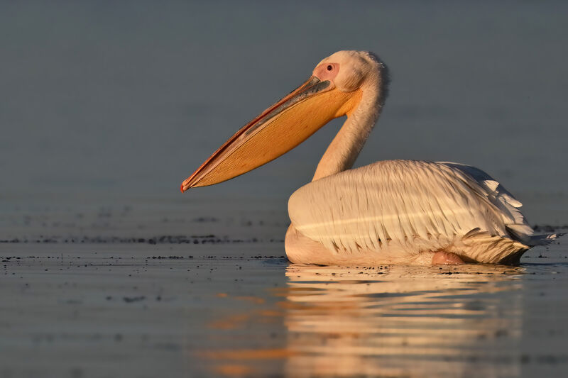 Pélican blancadulte, identification