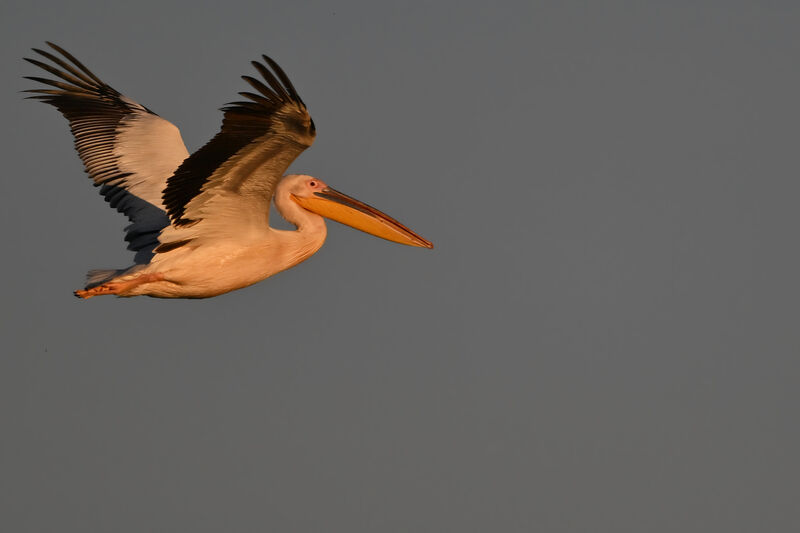 Great White Pelicanadult, Flight