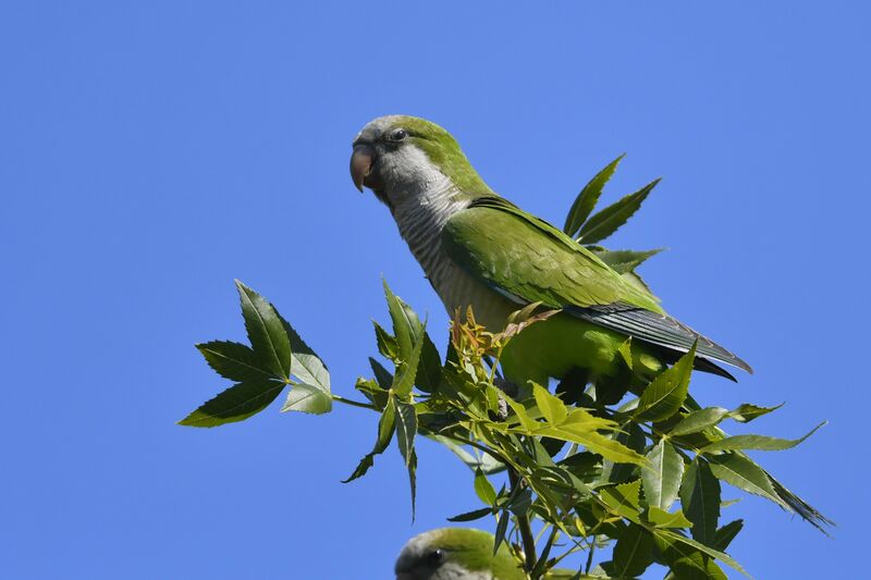 Perriche veuveadulte, identification