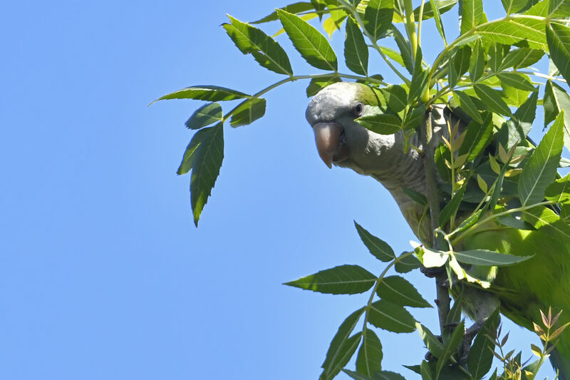 Perriche veuveadulte, portrait