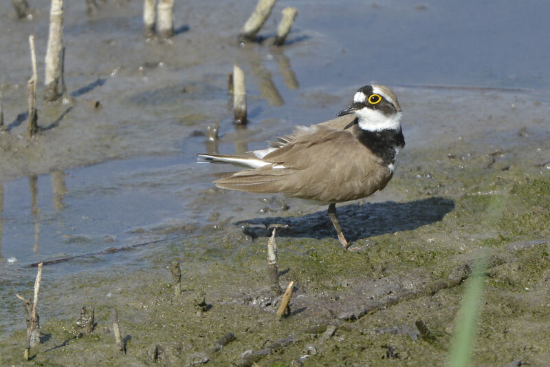 Little Ringed Plover, identification