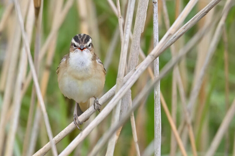 Sedge Warbleradult, identification