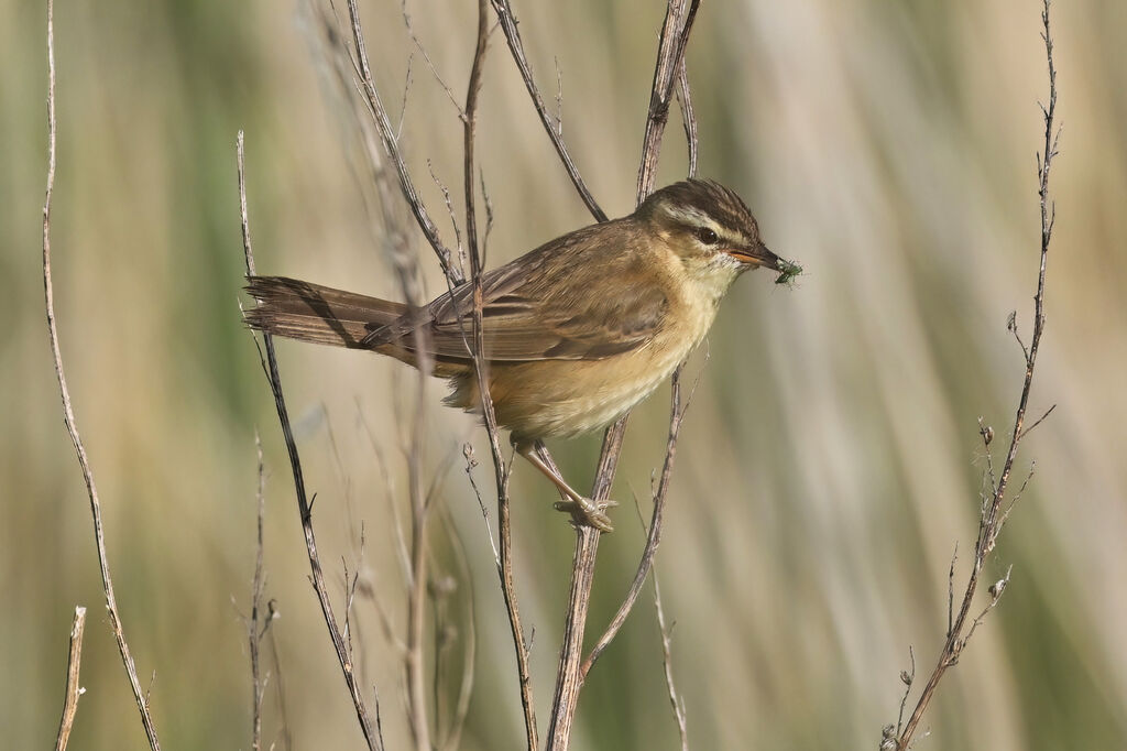 Phragmite des joncsadulte, identification