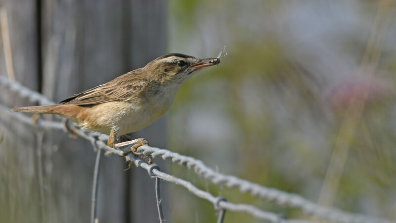 Sedge Warbleradult, identification, feeding habits