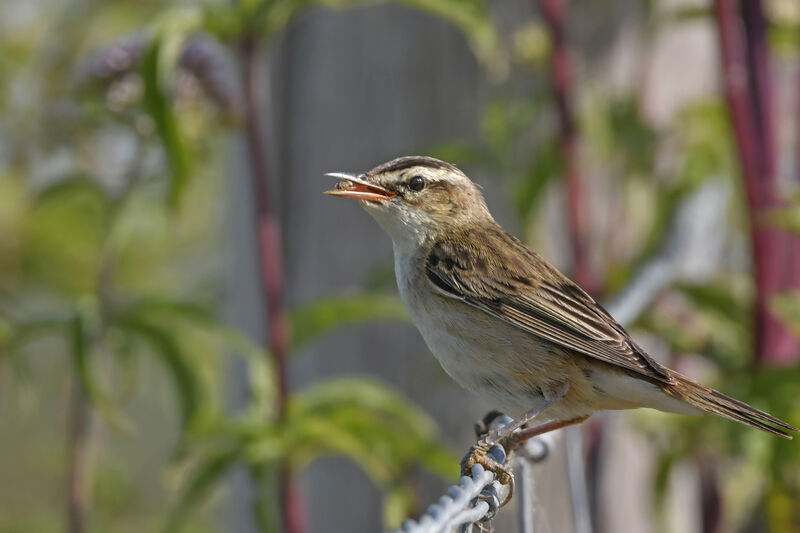 Sedge Warbleradult, identification