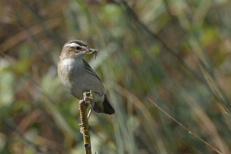 Sedge Warbleradult, feeding habits