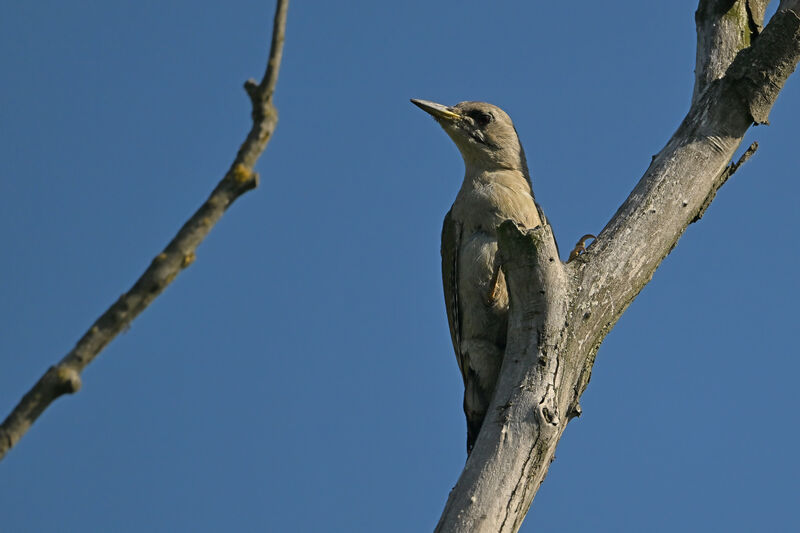 Pic cendré femelle adulte, identification