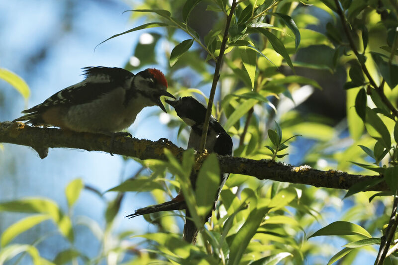 Great Spotted Woodpecker, Behaviour