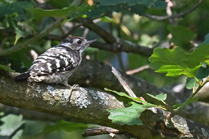 Lesser Spotted Woodpecker male juvenile, identification