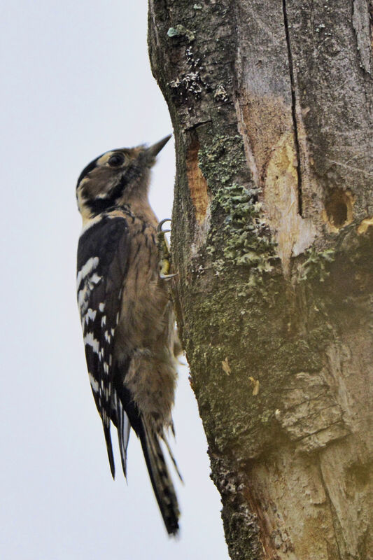 Lesser Spotted Woodpecker female adult, identification