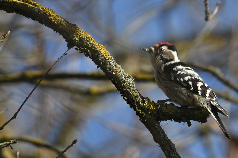 Lesser Spotted Woodpecker male adult, identification