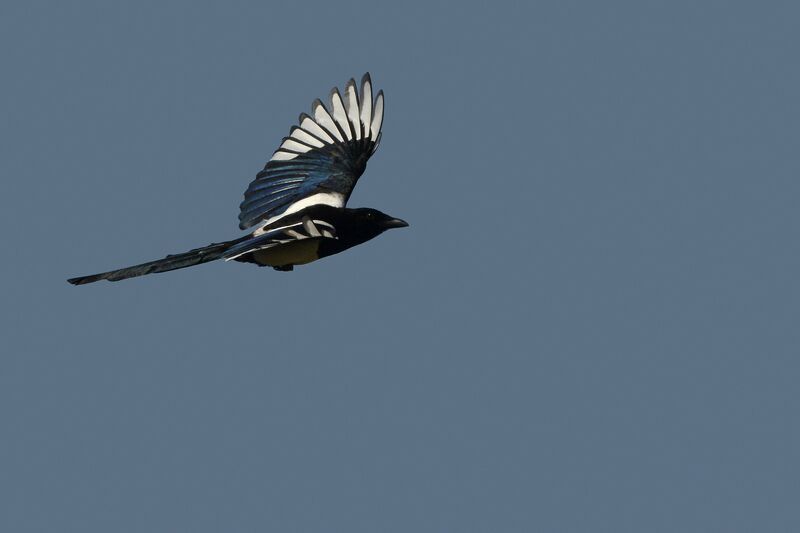 Eurasian Magpieadult, Flight