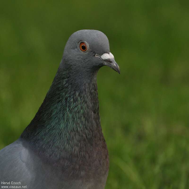 Rock Doveadult, close-up portrait