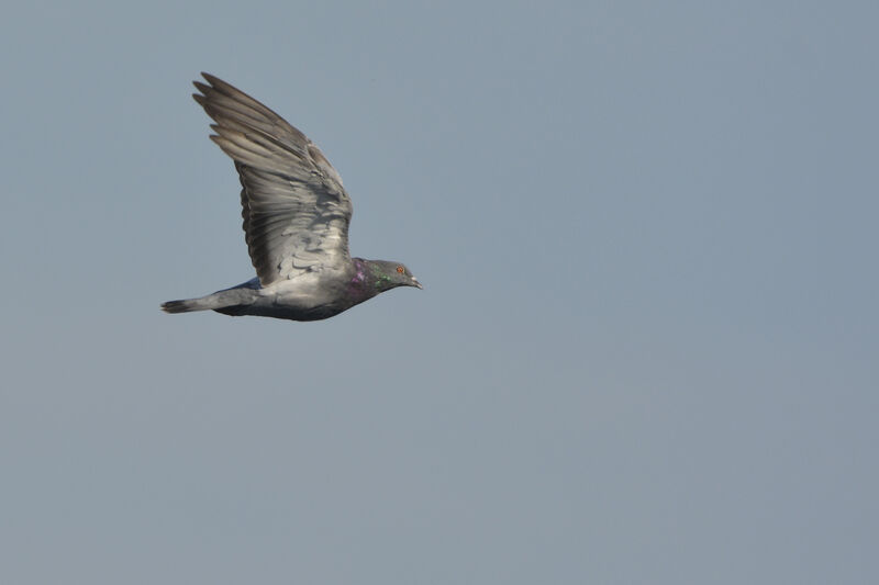 Rock Dove, Flight