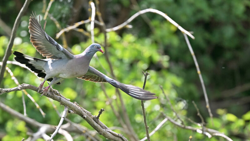 Common Wood Pigeonadult, Flight