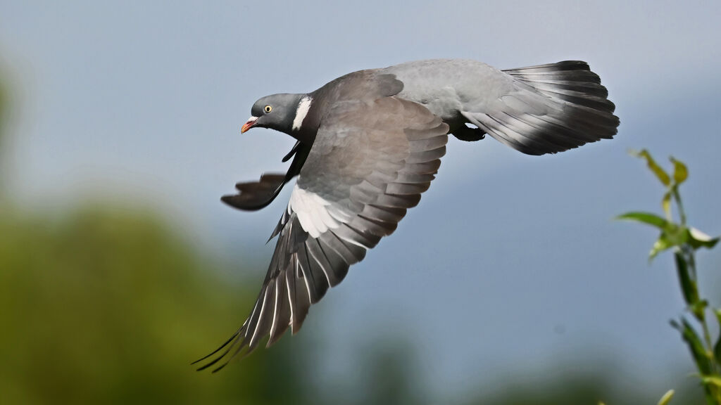 Pigeon ramier