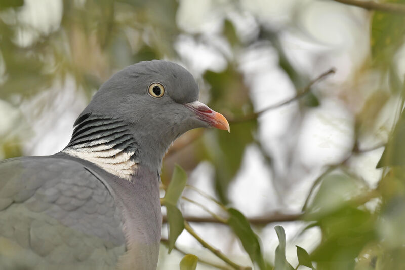 Common Wood Pigeonadult, close-up portrait