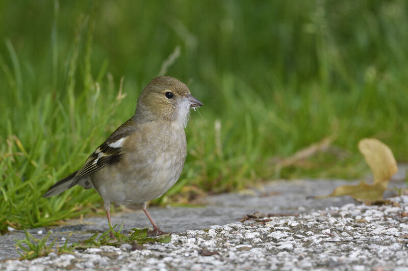 Eurasian Chaffinch female adult breeding, Reproduction-nesting