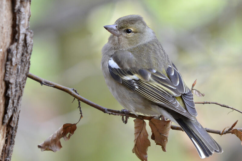 Pinson des arbres femelle adulte, identification