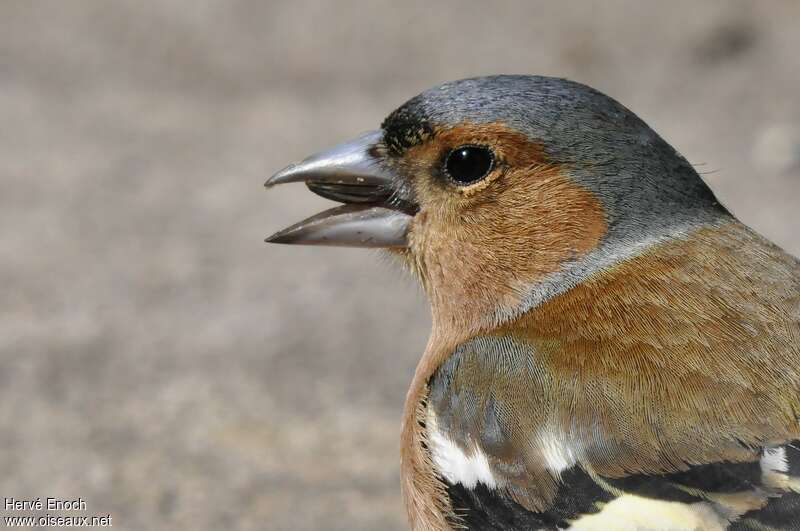 Eurasian Chaffinch male adult, feeding habits