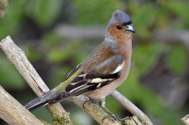 Eurasian Chaffinch male adult, identification