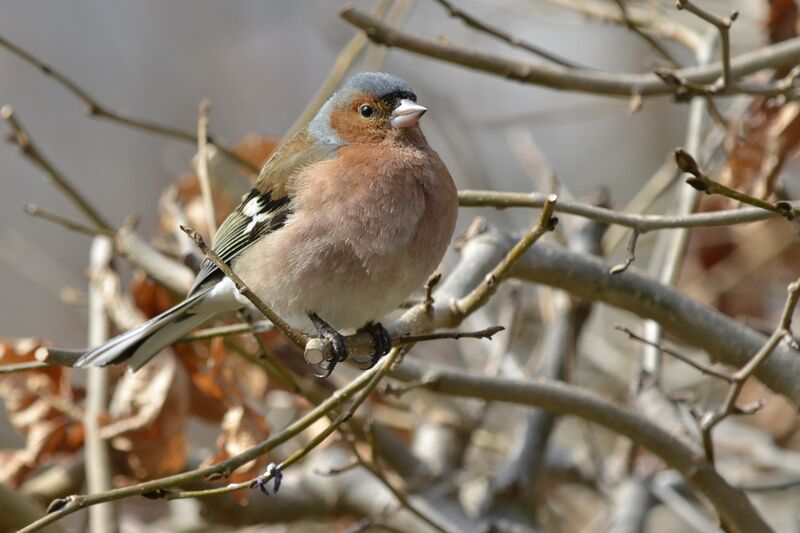 Eurasian Chaffinch male adult, identification