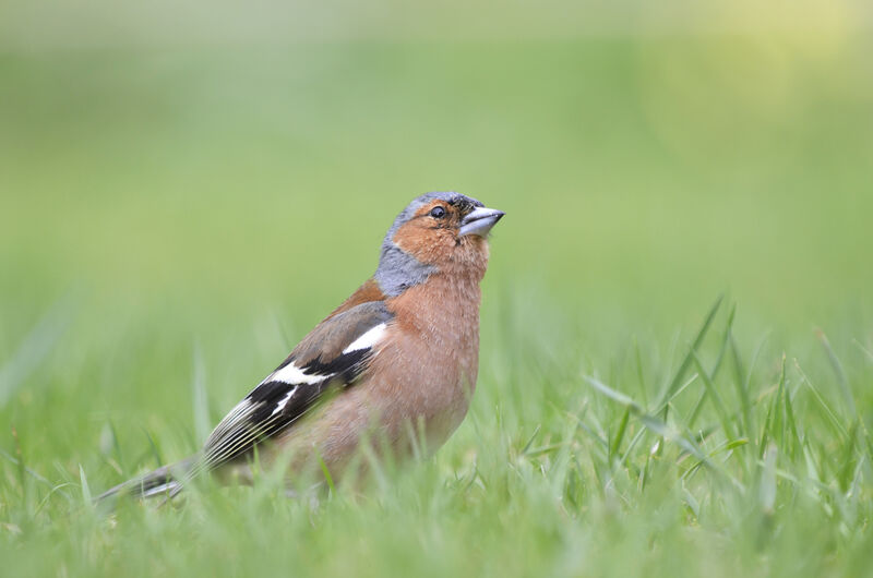 Eurasian Chaffinch male adult, identification