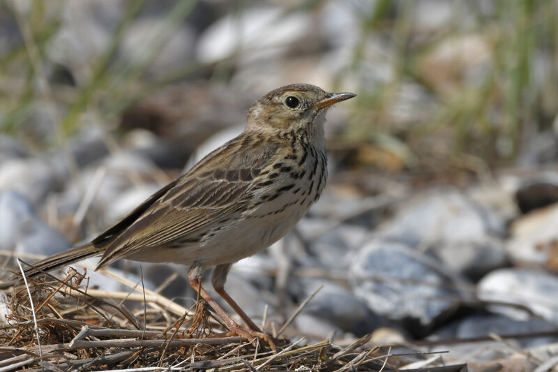 Meadow Pipitadult, identification