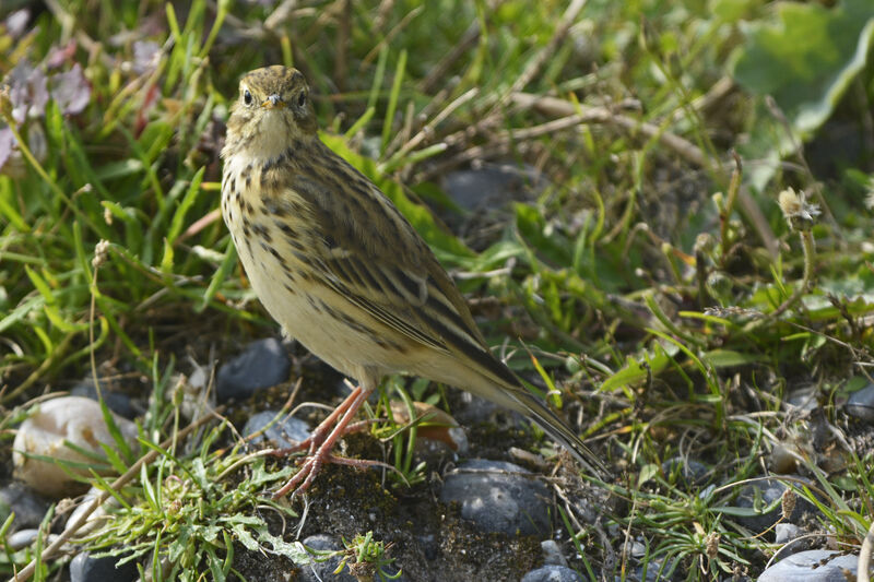 Pipit farlouse, identification