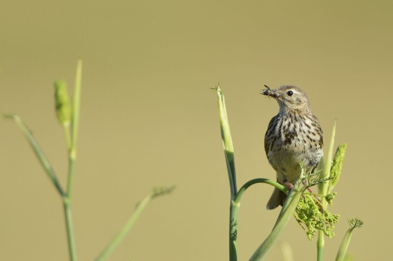 Pipit farlouse