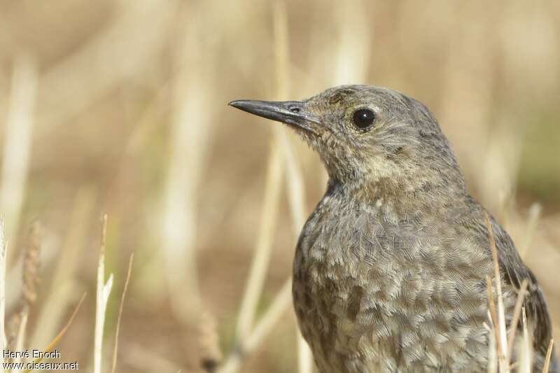 European Rock Pipitadult, aspect