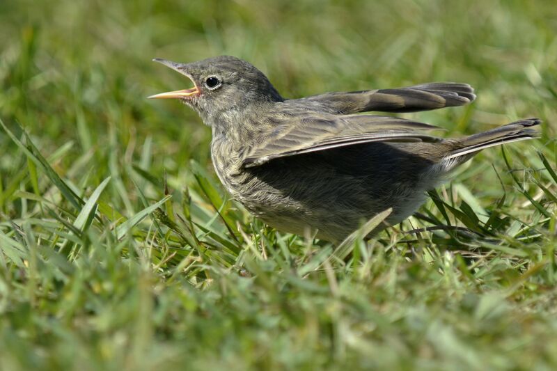 Pipit maritimejuvénile, Comportement