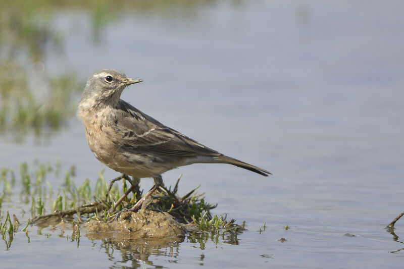 Water Pipitadult breeding, identification