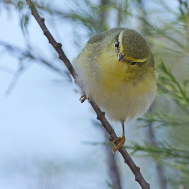 Wood Warbler