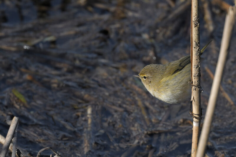 Common Chiffchaffadult, identification