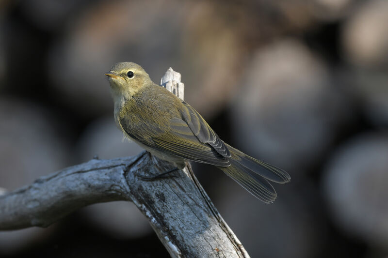 Common Chiffchaffjuvenile, identification