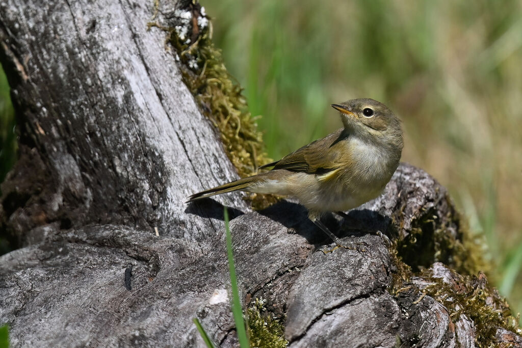 Common Chiffchaff, identification