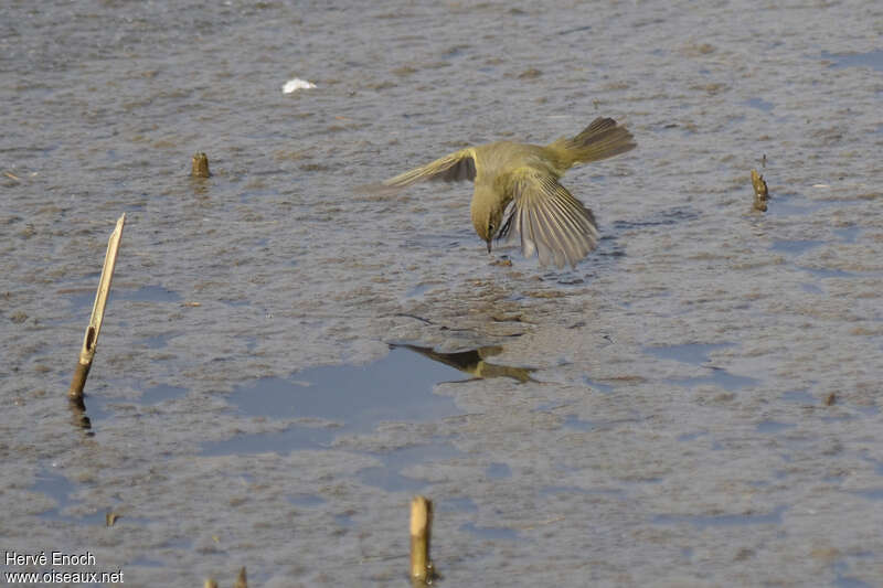 Common Chiffchaffadult, fishing/hunting